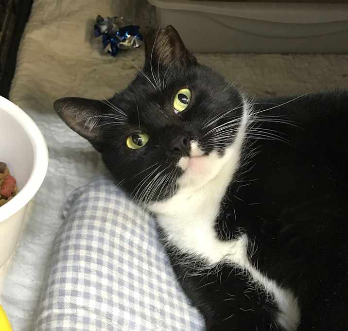 Photo of ZORA-with LOVE and CATTITUDE