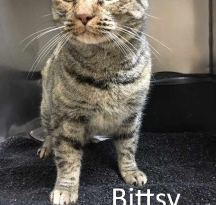 Photo of Bittsy