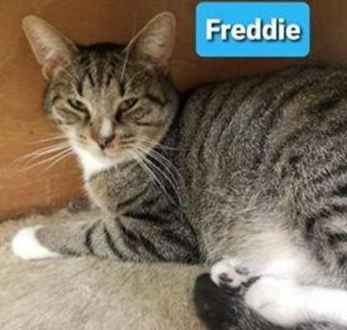 Photo of Freddie