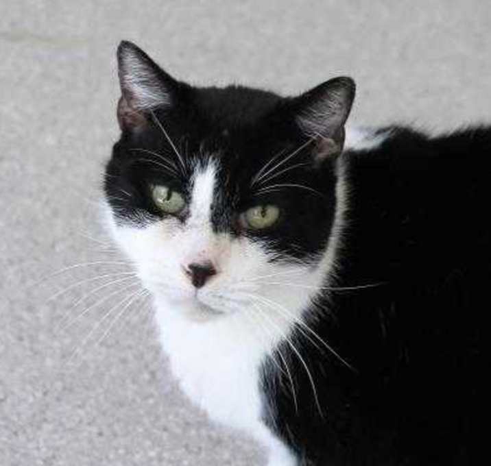 Photo of Handsome Henry