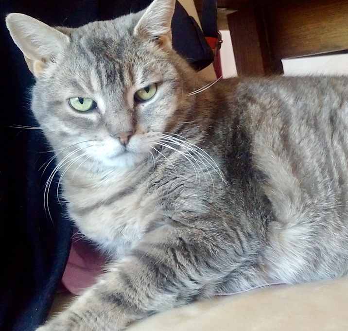 Photo of Lance *declawed*