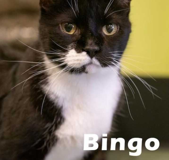 Photo of Bingo