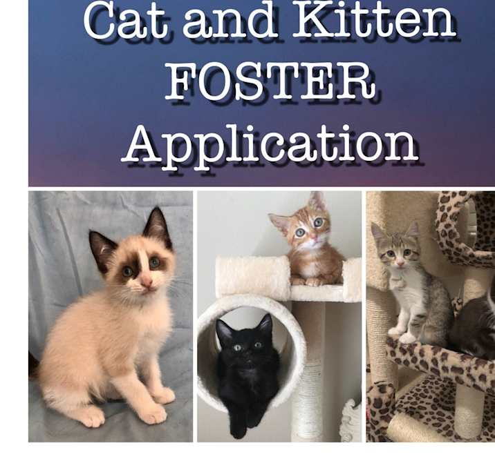 Photo of AAB Foster application for CatRRR