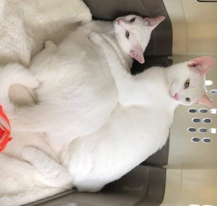 Photo of Rascal Flatts-FEMALE