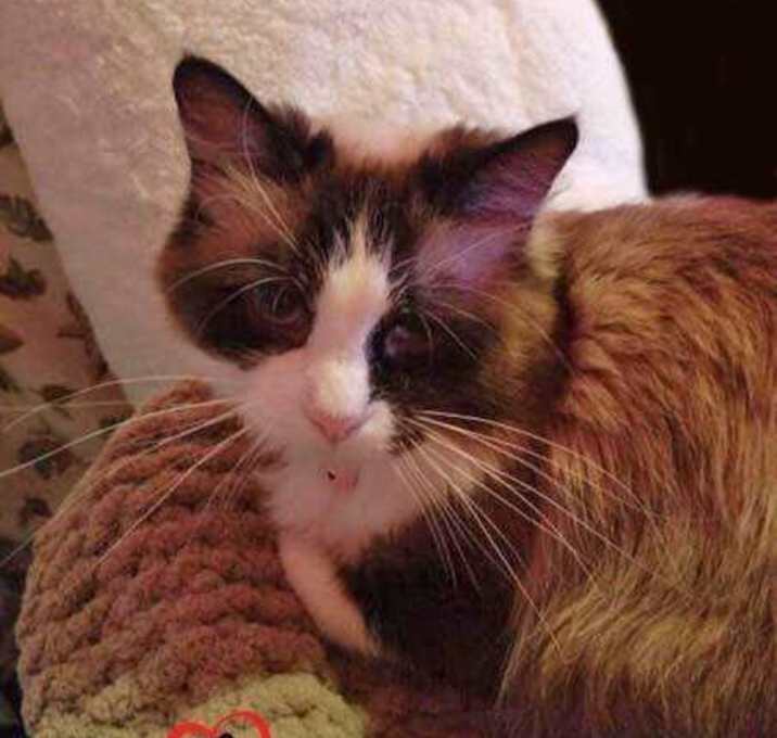 Photo of Tribble (Courtesy Post)