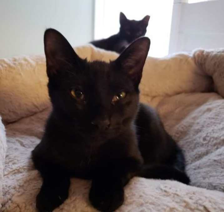 Photo of Benny (aka Zaxsby 6)