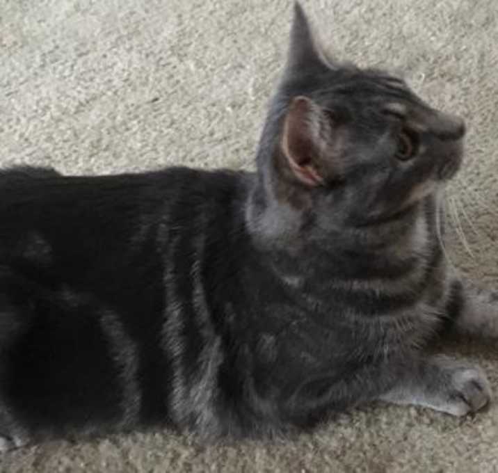 Photo of Moma B (FCID# 06/04/2018 -  32)