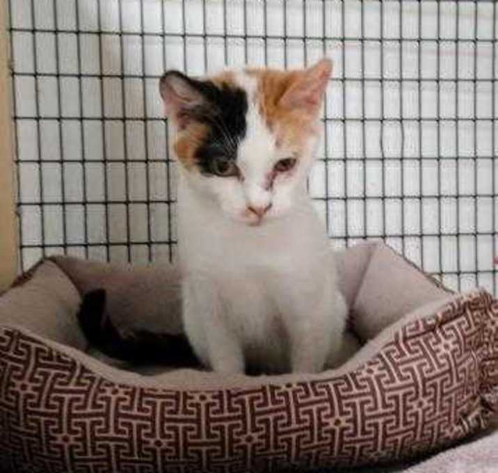 Photo of Gertrude McFuzz