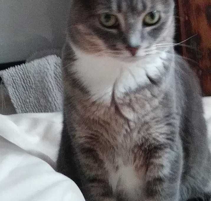 Photo of Coachellina - Tender Beauty