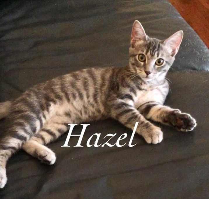 Photo of Hazel