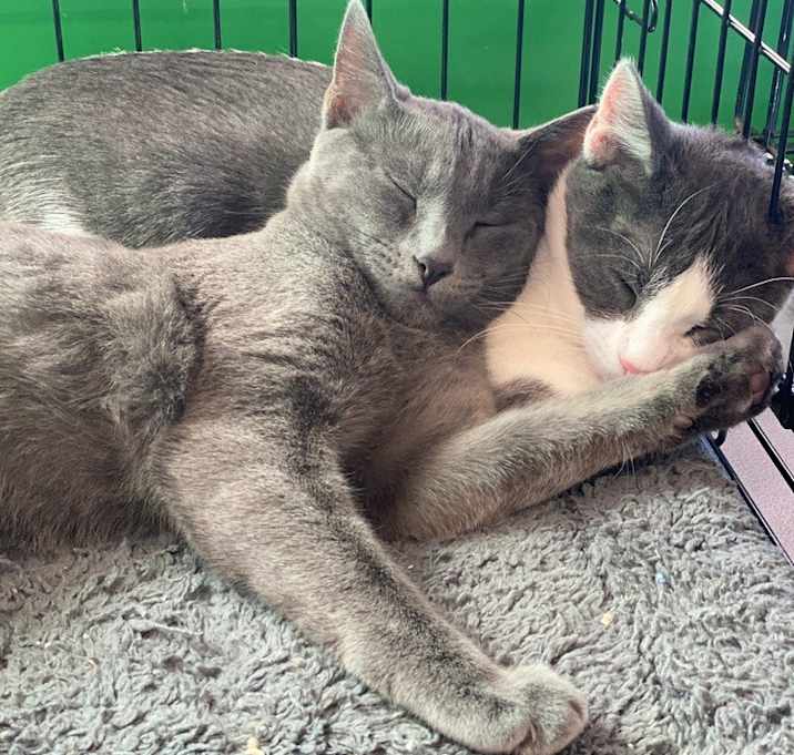 Photo of 4 Russian Blue kittens
