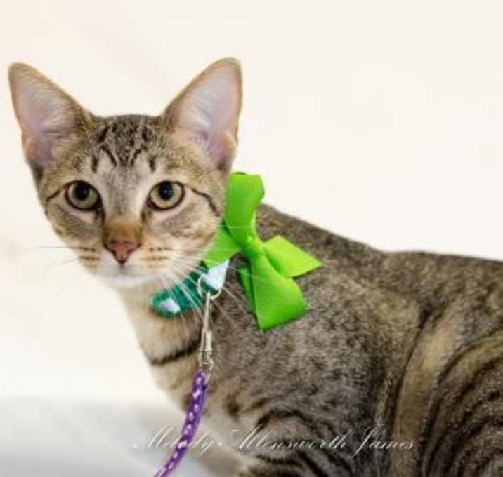 Photo of Koopa Troopa