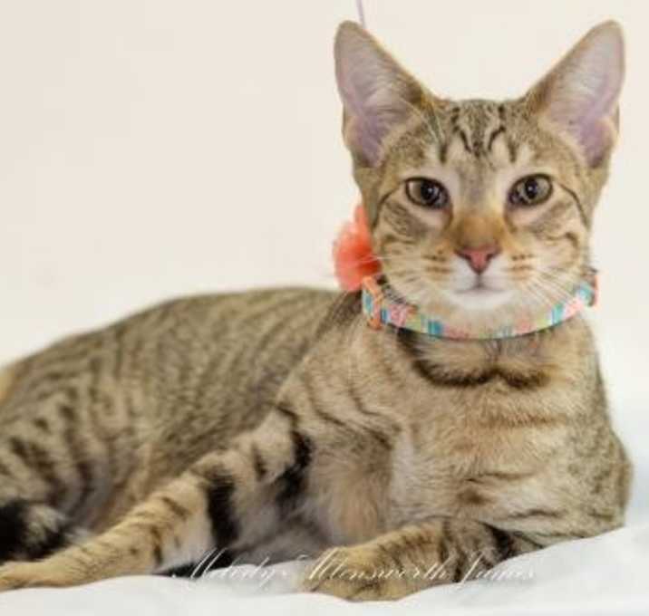 Photo of Princess Peach