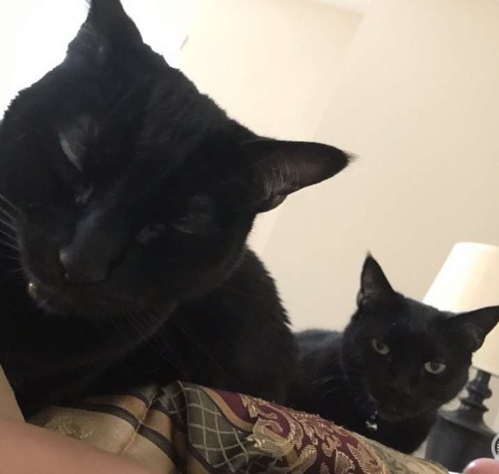 Photo of Midnight and Stella
