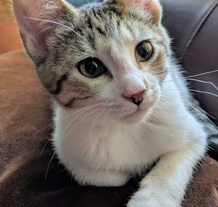 Photo of Kaboodle-purrrfect boy!