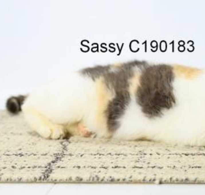 Photo of Sassy