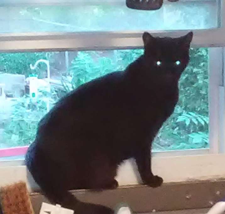 Photo of Midnight