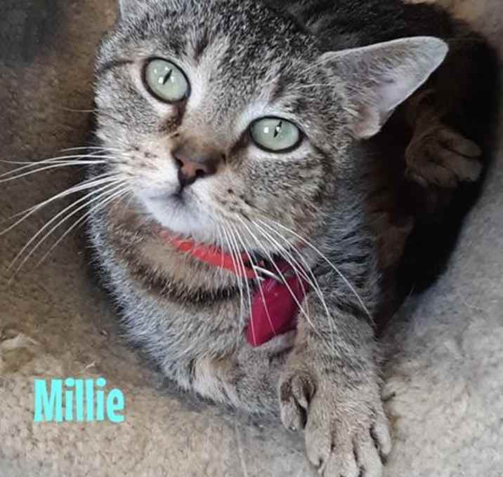 Photo of Millie