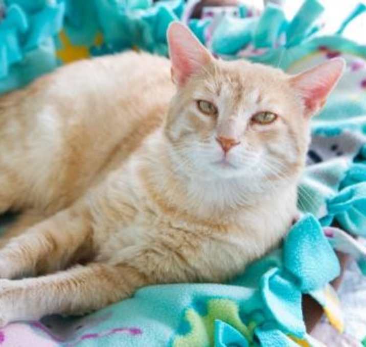 Photo of Little Kitty Meow Meow