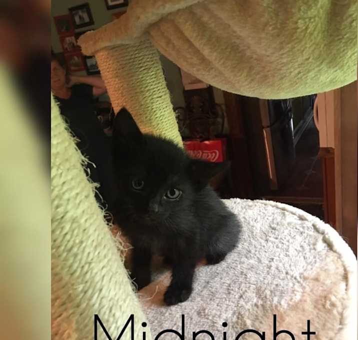Photo of Midnight