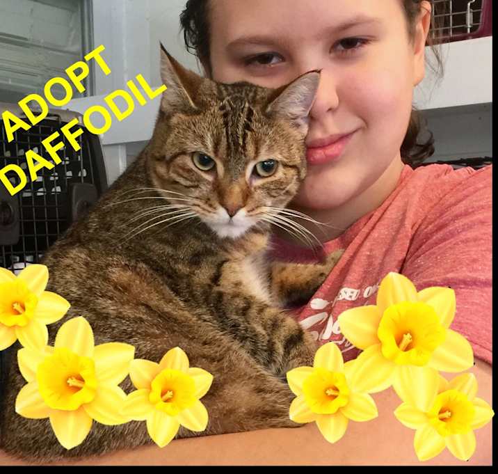 Photo of Daffodil