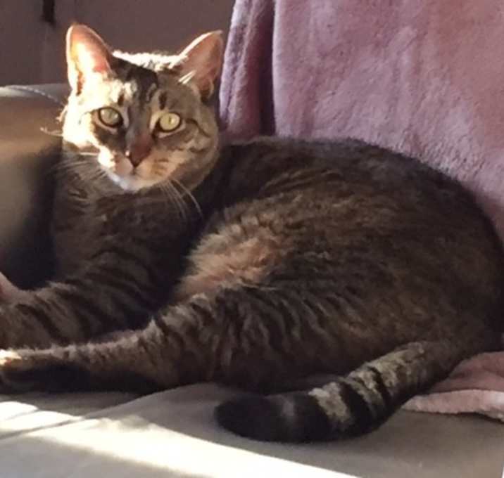 Photo of MISS FRISKY