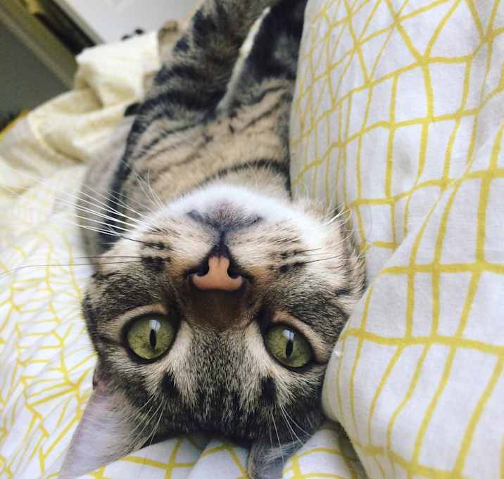 Photo of Purrlock Holmes