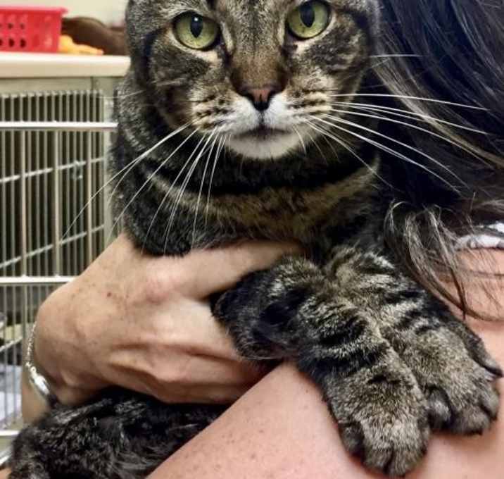 Photo of 1906-1658 Missy Duke (Off Site Foster)