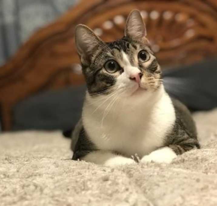 Photo of Knick-Knack