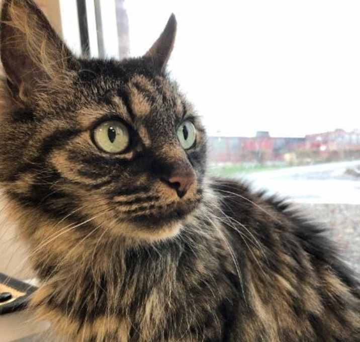 Photo of C19-65 Molly