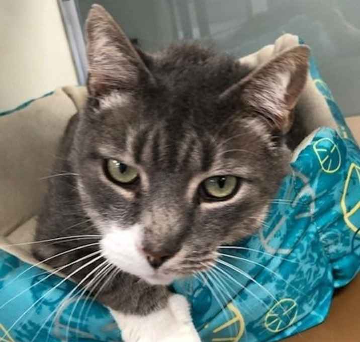 Photo of C19-115 Lunar