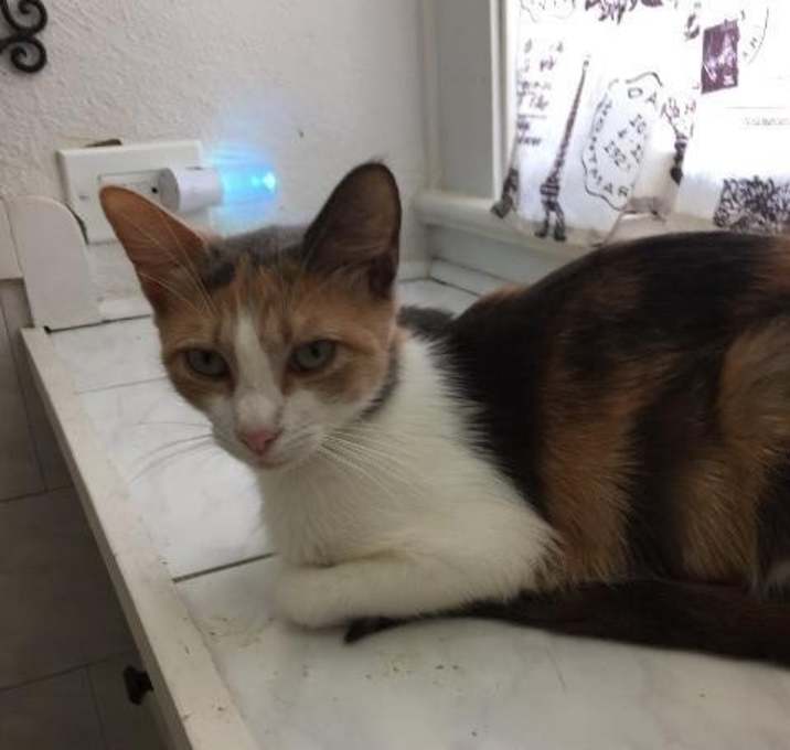 Photo of Nefertiti CP