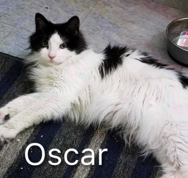 Photo of Oscar