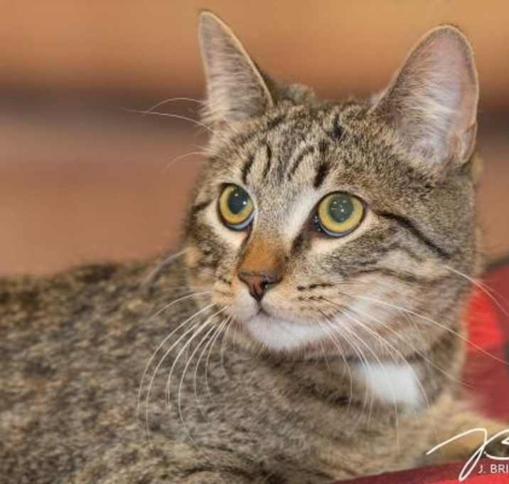 Photo of Viper C2790