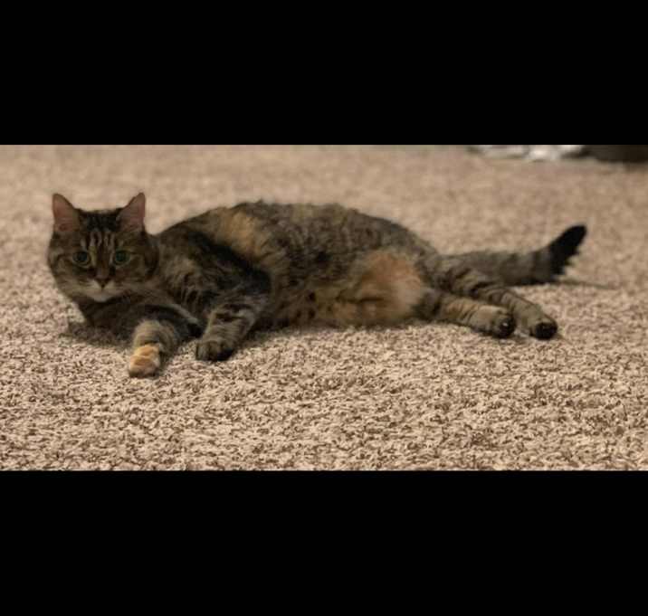 Photo of Moo and Lexi