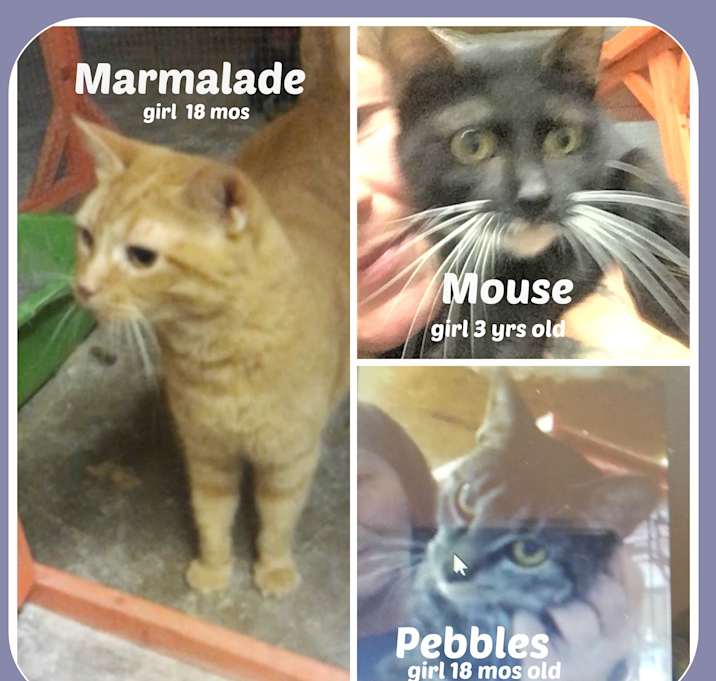 Photo of MARMALADE, MOUSE & PEBBLES