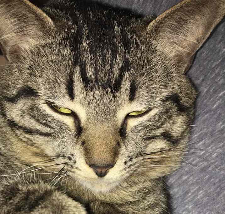 Photo of Jake Gyllenhaal Junior