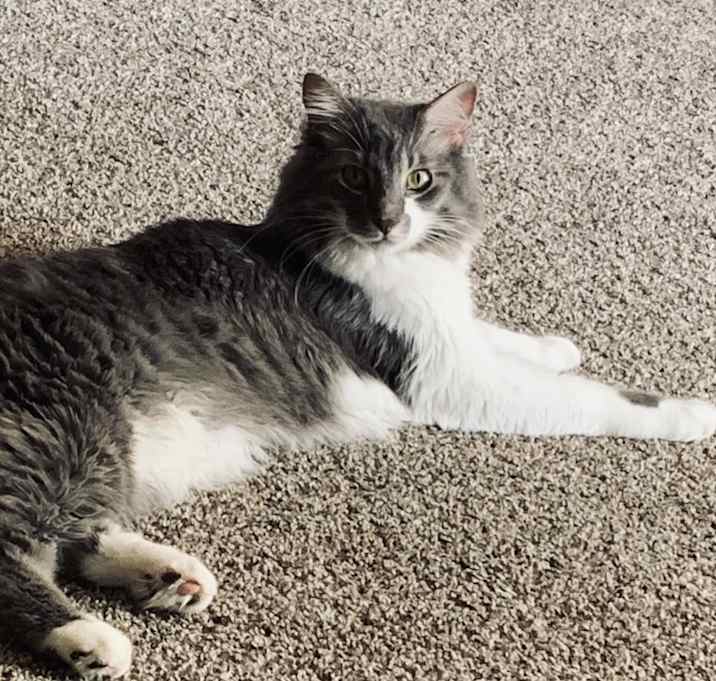 Photo of Hefe (Jefe)