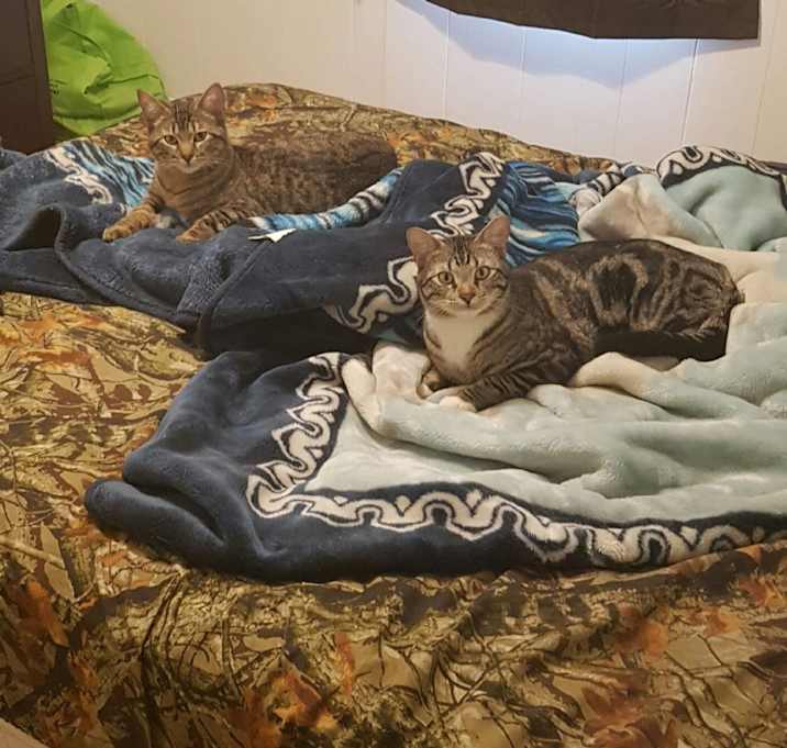 Photo of Harley  and Opie