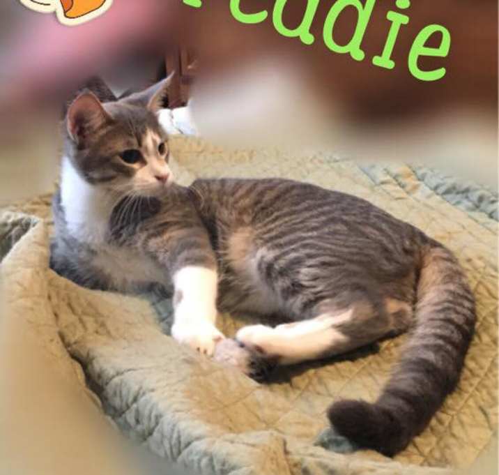 Photo of Freddie - $50 special