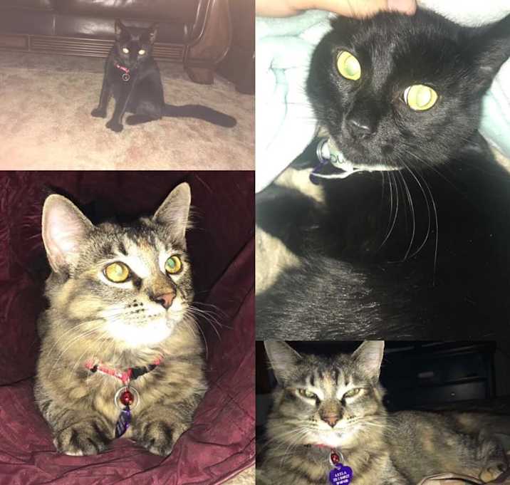 Photo of Akela & Bageera