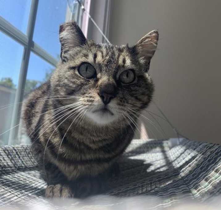 Photo of Avocado Toast