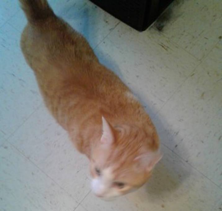 Photo of Harry - URGENT!!!