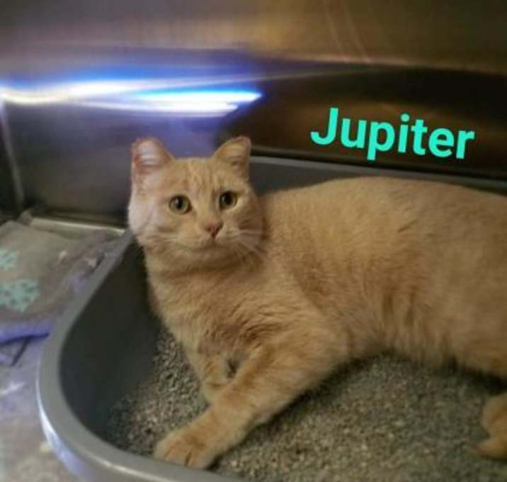 Photo of Jupiter
