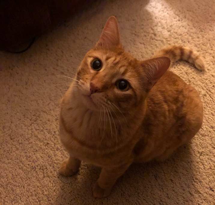Photo of Tigger