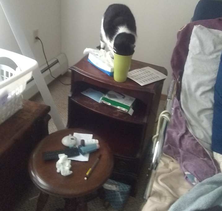 Photo of Cozy and Nosey