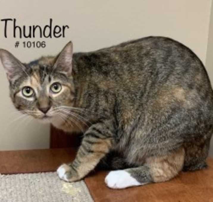 Photo of Thunder