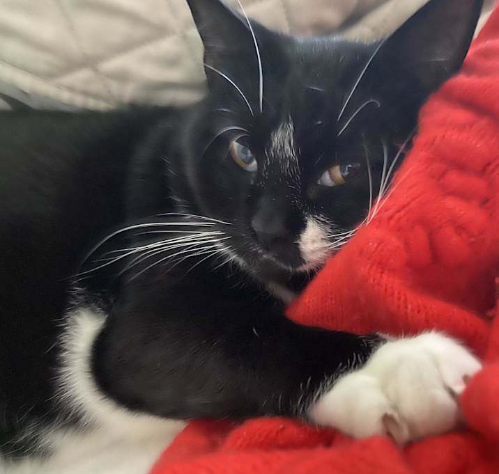 Photo of Dinah (Has Application)