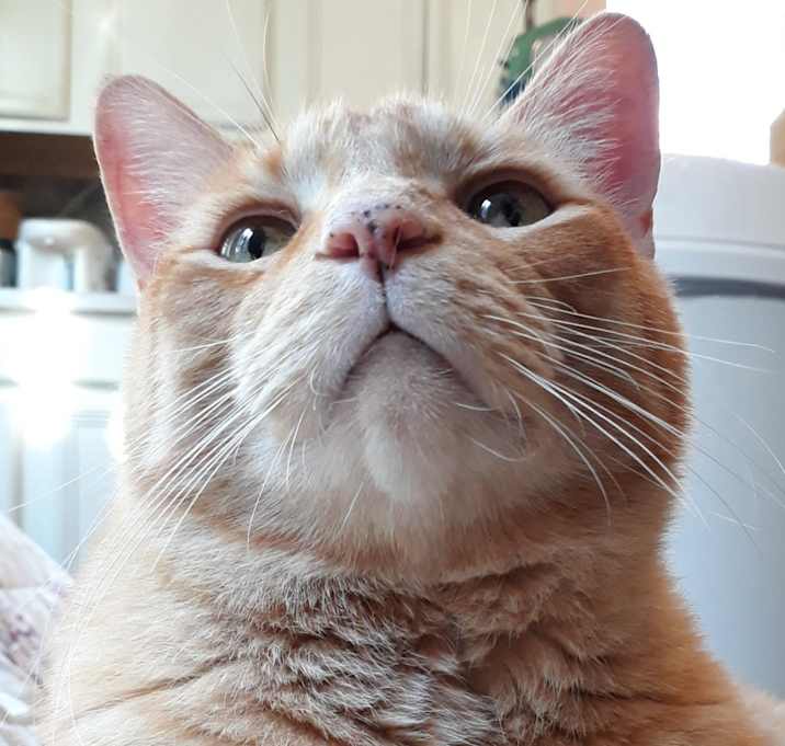 Photo of CHAUNCEY =^•^=