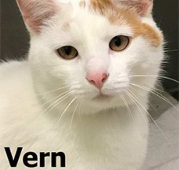 Photo of Vern